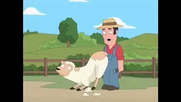 Sheep Shearing