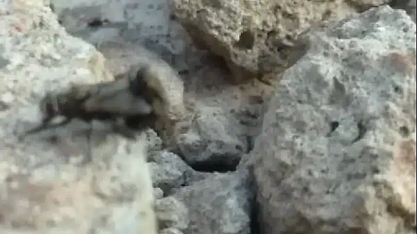 Mosca Foco Safadinha Amador